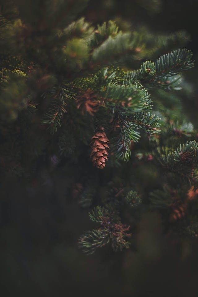 Última semana para dar nueva vida a los árboles de Navidad de los parques del condado de Wake