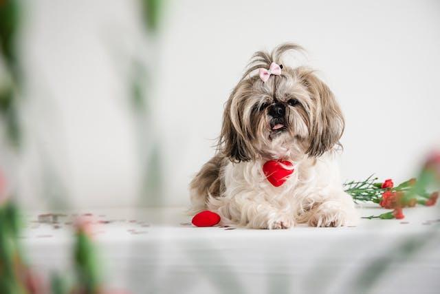 Adopta un amigo peludo en el Centro de Animales del Condado de Wake esta temporada de San Valentín
