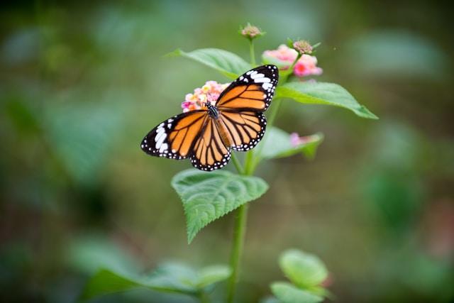 Tiempo de mariposas