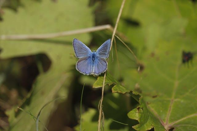 Mariposa de alas azules que pasea por el tiempo