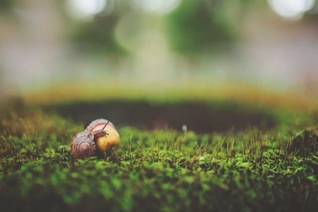 Mis días libres y un caracol antisocial