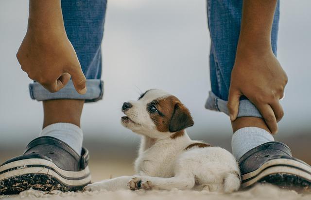 Perros e hijos: el amor más puro en un mundo hostil