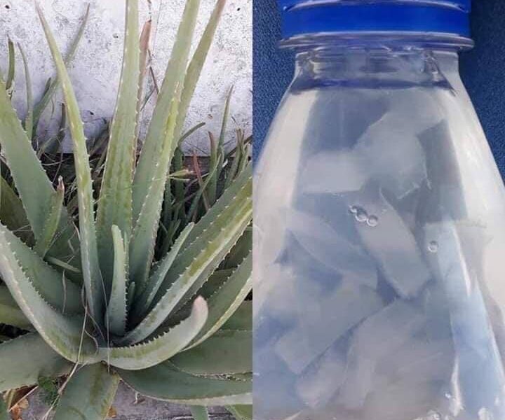 Sábila