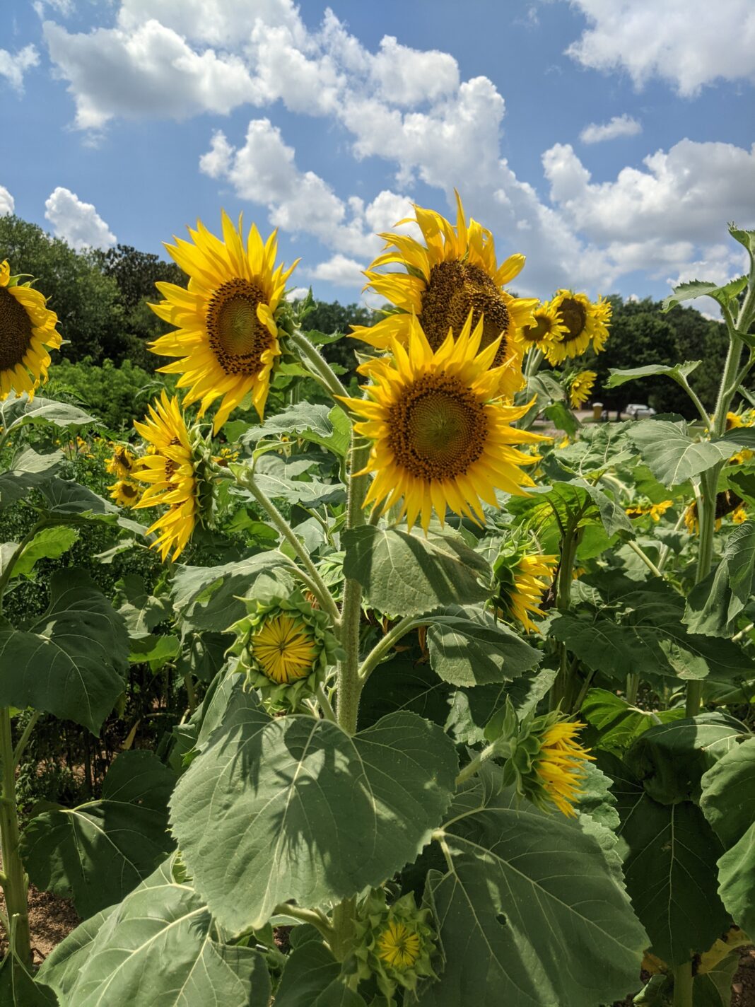 El parque de los girasoles