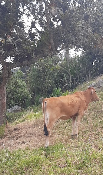 Majo, la vaca