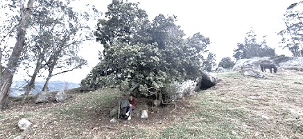 Jardín lejano