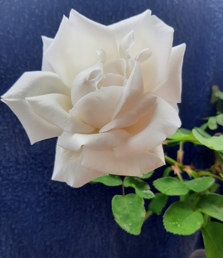 Rosa blanca Poda de capullos
